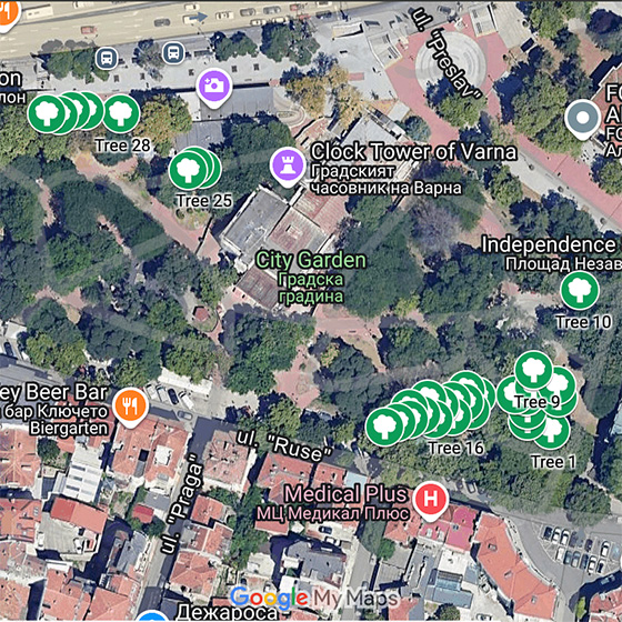 Ginkgo grove at Varna City Garden