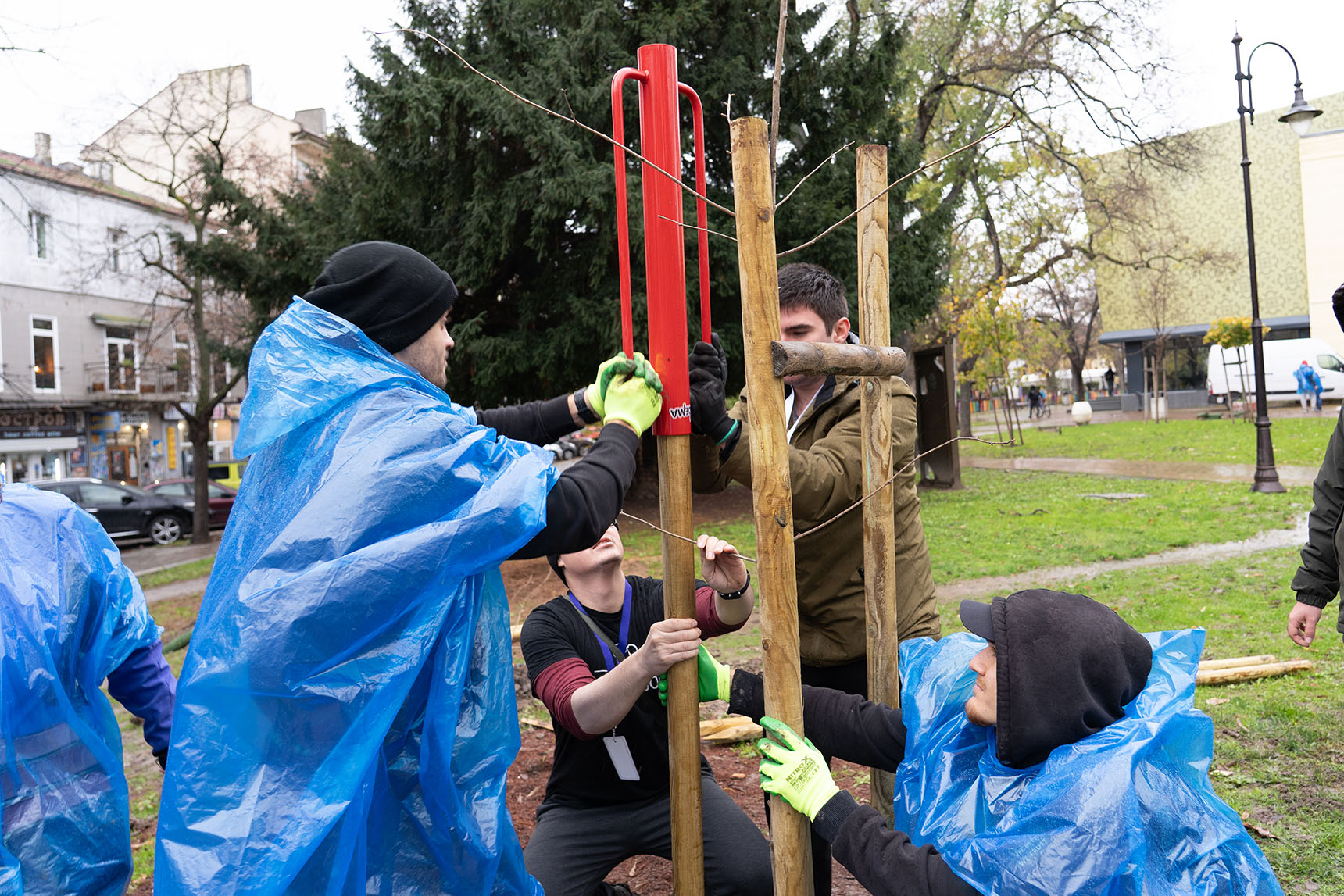 Ginkgo tree being replanted at Varna City Garden