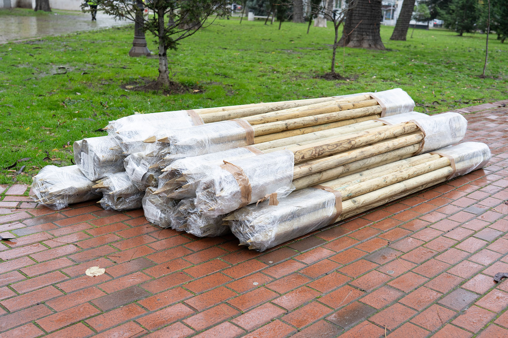 Ginkgo tree planting day at Varna City Garden