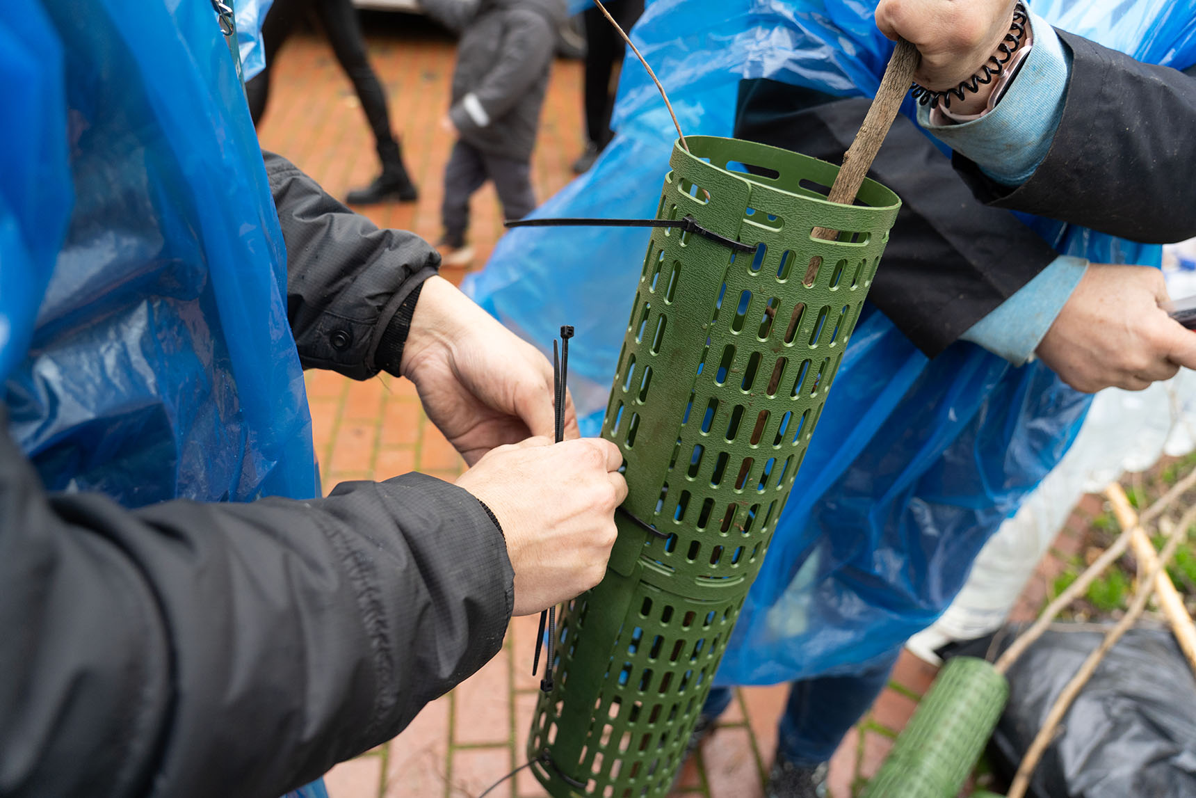Completed Ginkgo grove at Varna City Garden