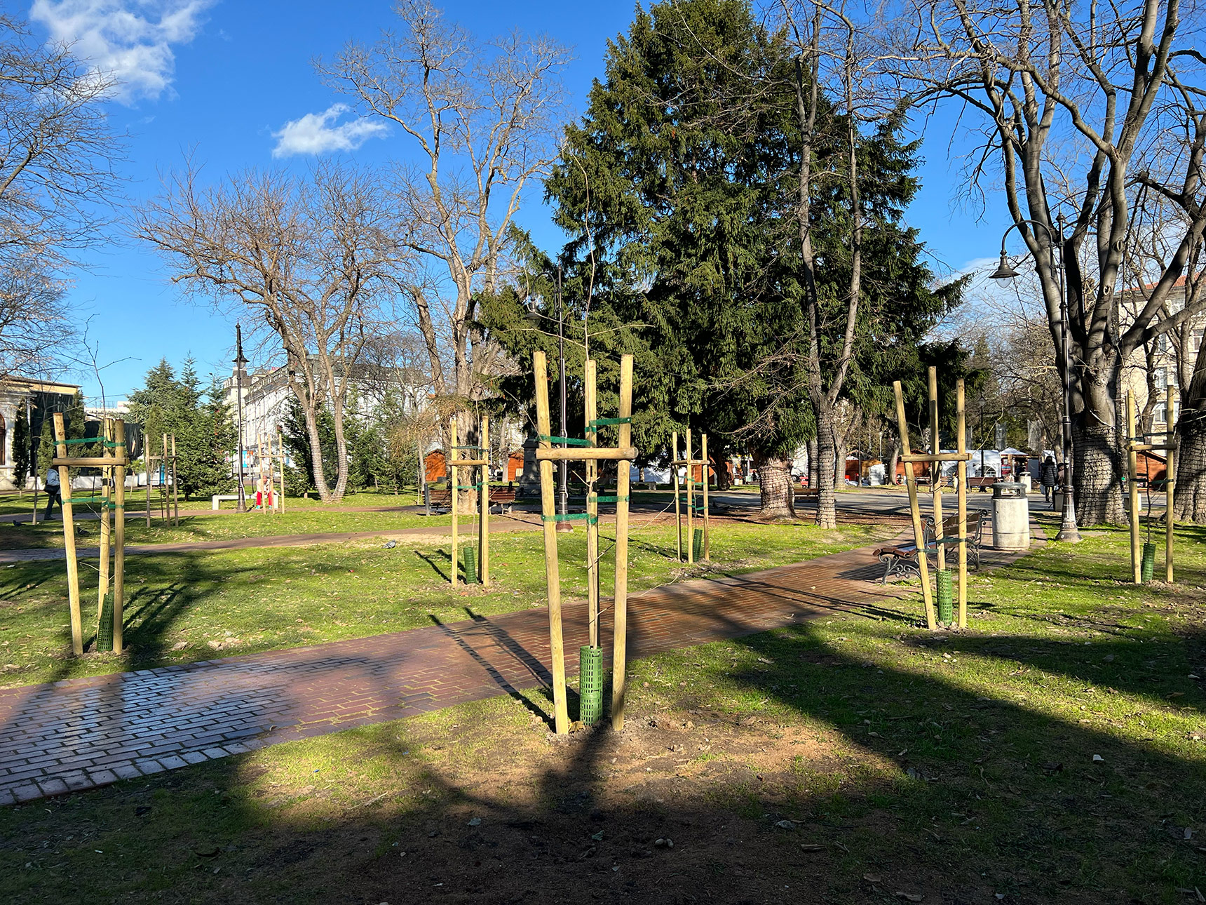 Ginkgo tree at Varna City Garden grove